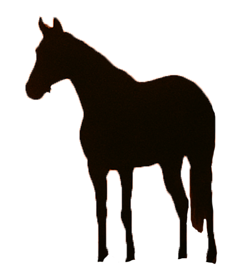 cavallo 1